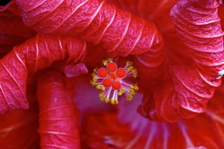 Red hibiscusの素材