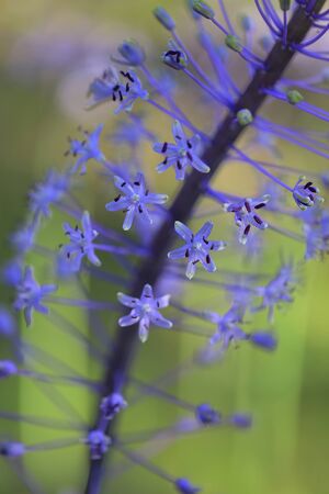 Tiny purple flowerの素材