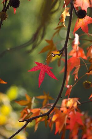 Autumn leaves