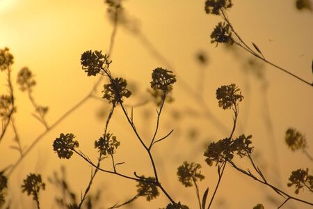 Pattern of flowerの素材