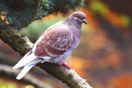 Pigeon resting on branchの素材