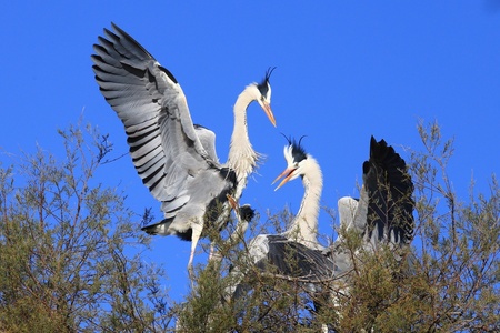 Whit strok birdsの素材