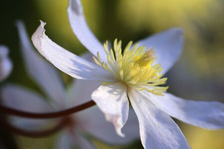 Clematis armadi flowerの素材