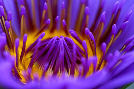 Purple lotusの素材