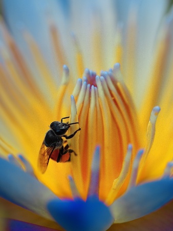 Bee on lotusの素材