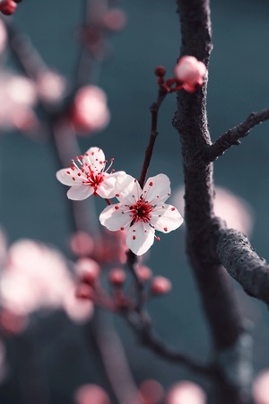 Cherry blossomの素材