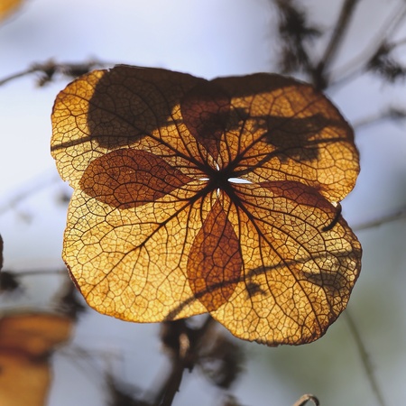 Dry hydrangea flower