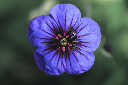 Tiny purple flowerの素材