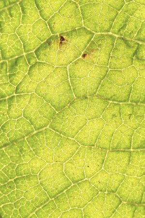 Texture on green leaf as background