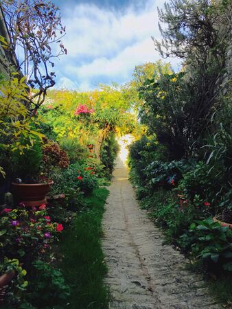 Colorful garden in summer