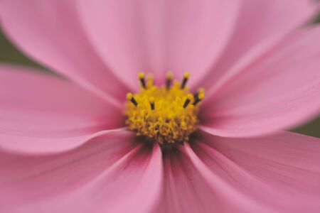 Closeup of blur pink flower as backgroundの素材