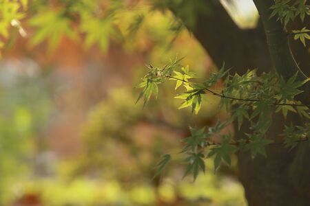 Japanese maple leafの素材