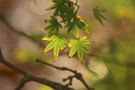 Japanese maple leaf