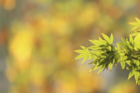 Japanese maple leavesの素材
