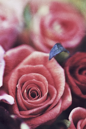 Old vintage grunge texture with pink roses