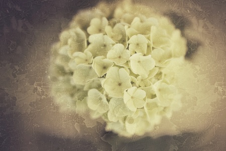 Old vintage grunge texture with hydrangea flowerの素材
