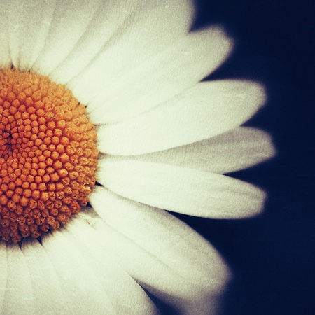 Old vintage grunge texture with daisy flowerの素材