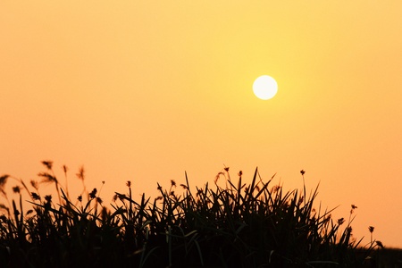 Sunrise at the lake with silhouette bushes and empty spaceの素材