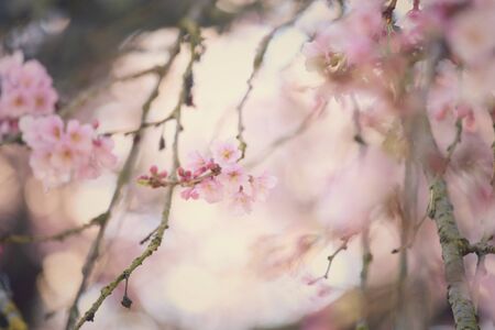 Sweet dreamy vintage cherry blossom or Sakura flowers as background
