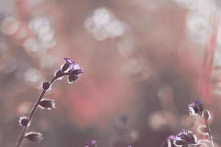 Beautiful wild flowers, blurred images with Bokeh and morning lightの素材