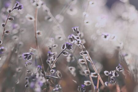Beautiful wild flowers, blurred images with Bokeh and morning lightの素材