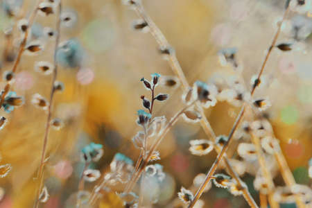 Beautiful wild flowers, blurred images with Bokeh and morning light