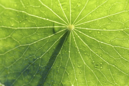 Blurred of green leaf with light and texture as backgroundの素材