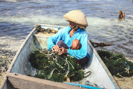 Stock Photo: NUSA PENIDA, INDONESIA - AUGUST 16, 2016 : Farmer collecting seaweed plantations at seaweed farm in Nusa Penida, Indonesiaのeditorial素材