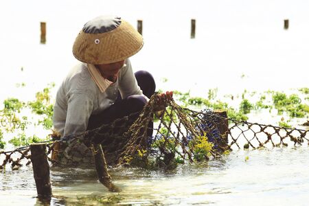 Stock Photo: NUSA PENIDA, INDONESIA - AUGUST 16, 2016 : Farmer collecting seaweed plantations at seaweed farm in Nusa Penida, Indonesiaのeditorial素材