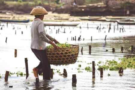 Stock Photo: NUSA PENIDA, INDONESIA - AUGUST 16, 2016 : Farmer collecting seaweed plantations at seaweed farm in Nusa Penida, Indonesiaのeditorial素材