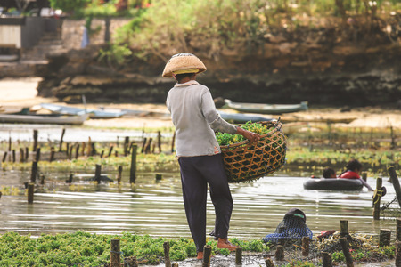 Stock Photo: NUSA PENIDA, INDONESIA - AUGUST 16, 2016 : Farmer collecting seaweed plantations at seaweed farm in Nusa Penida, Indonesiaのeditorial素材