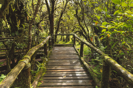 Wooden path, Doi inthanon national park, Chiangmai, Thailand.