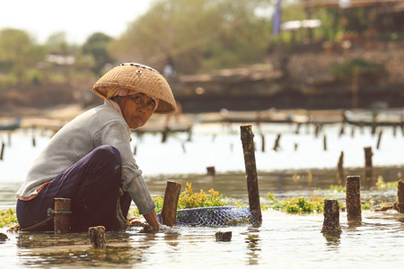 NUSA PENIDA, INDONESIA - AUGUST 16, 2016 : Farmer collecting seaweed plantations at seaweed farm in Nusa Penida, Indonesiaのeditorial素材