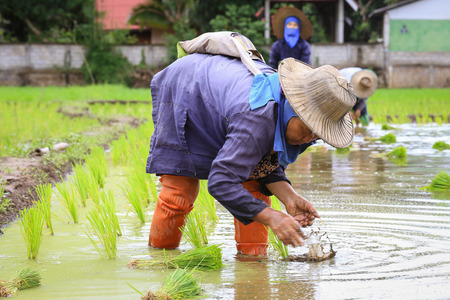 Mae Chaem, Chiangmai - August 19, 2015 : Farmers plant rice in a rice field,  Thailand is one of the worlds largest producer of rice in the worldのeditorial素材