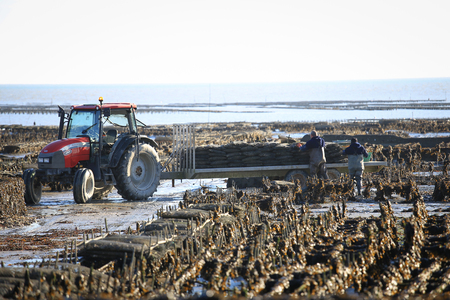 Cancale, France - December 30, 2016 : Oyster farming at Cancale in the bay of Mont-Saint-Michel, the English Channel, Ille-et-Vilaine, Brittany, France, at low tideのeditorial素材