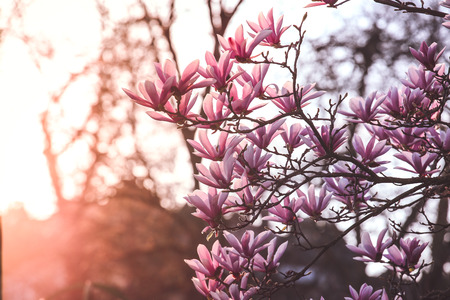 Pink magnolia flower blossoms in the garden under bright April sunlightの写真素材