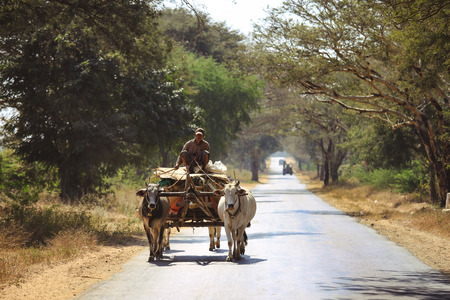 BAGAN, MYANMAR - Fabruary 3, 2017 : Burmese rural man driving wooden cart with hay on road drawn by two white buffaloes. Rural landscape and traditional village life in Burma countrysideのeditorial素材
