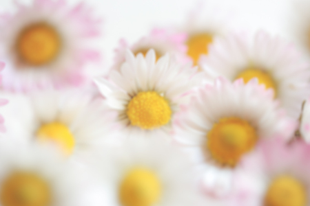 Blurred of  daisy vintage flowers color style for nature backgroundの写真素材