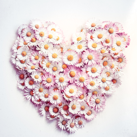 Daisy flower  love symbol on white backgroundの写真素材