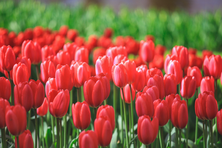 Selective focus on beautiful red tulips at Keukenhof garden from Netherlandsの写真素材