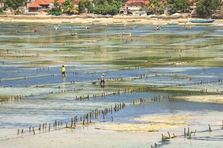 Selective focus on farmers just finish collecting seaweed plantations at seaweed farm in Nusa Penida, Indonesiaの写真素材