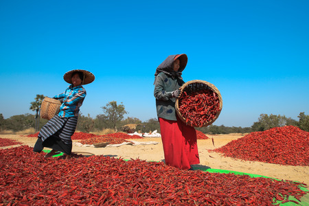 BAGAN, MYANMAR - Fabruary 3, 2017 : People picking up dry chilly on a field in Bagan, Myanmarのeditorial素材