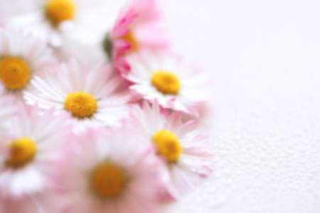 Blurred of  daisy flowers vintage color style for nature backgroundの写真素材