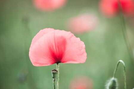 Soft focus of red poppy flowers in pastel color and grain texture applyの写真素材