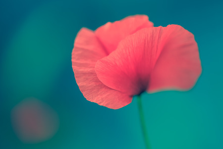 Soft focus of red poppy flowers in the field with turquoise backgroundの写真素材