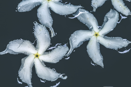 Selective focus on beautiful white gardenia on surface of waterの写真素材