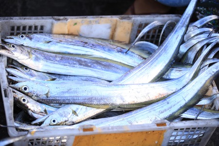 Fresh ribbonfish (Trichiurus lepturus) are on sale at seafood market in Baliの写真素材