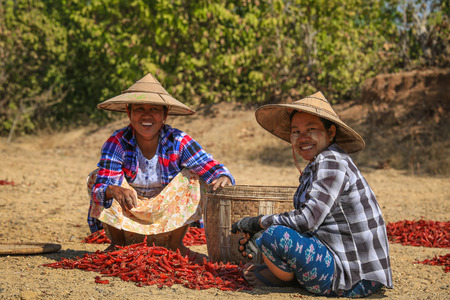 BAGAN, MYANMAR - Fabruary 3, 2017 : People picking up dry chilly on a field in Bagan, Myanmarのeditorial素材