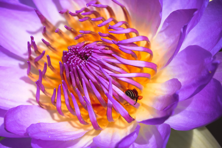 Selective focus on bee working on purple lotus, vintage styleの写真素材