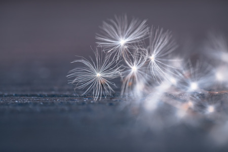 Selective focus on Dandelion seeds for nature backgroundの写真素材